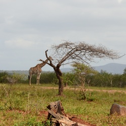 2015-05 South Africa/iMfolozi/DSC_0293.JPG